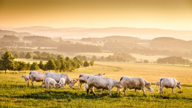 Bohemian dawn landscape